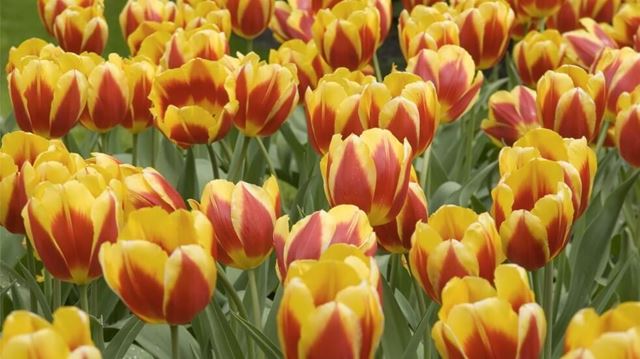 Best UK gardens to visit in spring